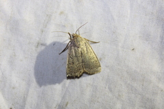 Abagrotis alternata