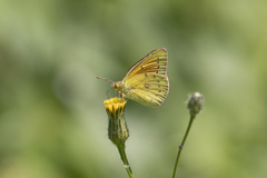Colias lesbia