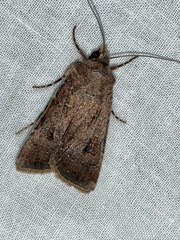 Agrotis trux