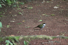 Arremon brunneinucha