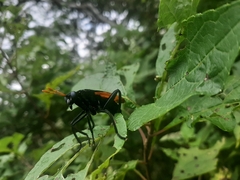 Protomydas rubidapex