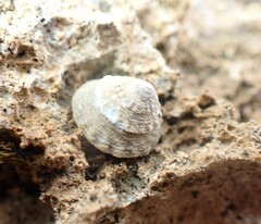 Bembicium flavescens
