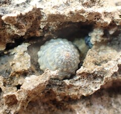 Bembicium flavescens