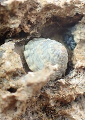 Bembicium flavescens