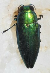 Eurythyrea micans
