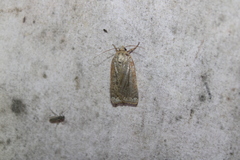Abagrotis alternata