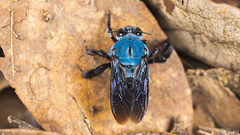 Xylocopa caerulea
