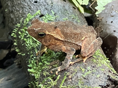 Rhinella alata