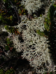 Cladonia portentosa