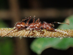 Ectatomma tuberculatum