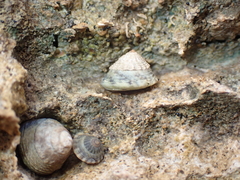 Bembicium flavescens