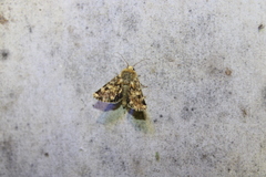 Schinia septentrionalis