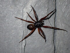 Steatoda nobilis