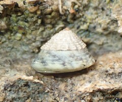 Bembicium flavescens