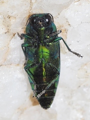 Eurythyrea micans