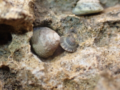 Bembicium flavescens
