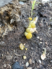 Physalacriaceae