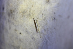 Crambus leachellus