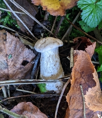 Infundibulicybe geotropa
