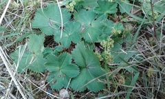 Alchemilla