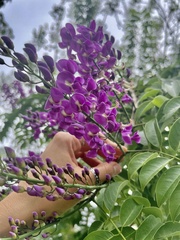 Lonchocarpus longistylus