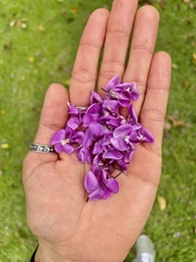 Lonchocarpus longistylus