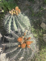 Ferocactus townsendianus