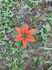 Lilium philadelphicum
