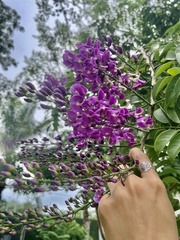 Lonchocarpus longistylus