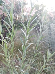 Linaria biebersteinii