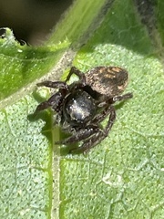 Habronattus oregonensis