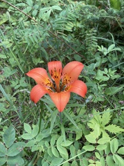 Lilium philadelphicum