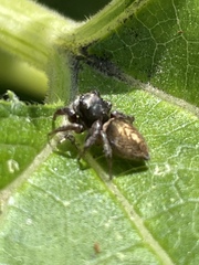 Habronattus oregonensis