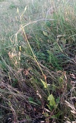Crepis pulchra