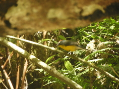 Myioborus brunniceps