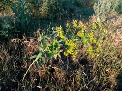 Euphorbia saratoi