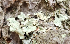 Flavoparmelia caperata