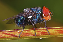 Lucilia cluvia