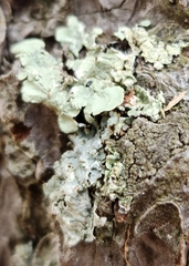 Flavoparmelia caperata