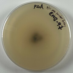 Stilbocrea gracilipes