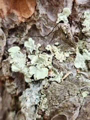 Flavoparmelia caperata