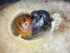 Disholcaspis globosa