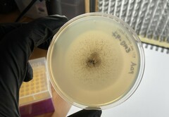 Stilbocrea gracilipes