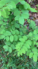Robinia pseudoacacia