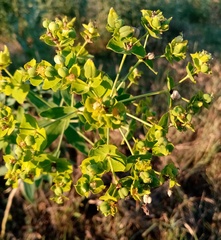 Euphorbia saratoi