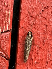 Polycentropodidae
