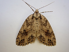 Pseudocoremia rudisata