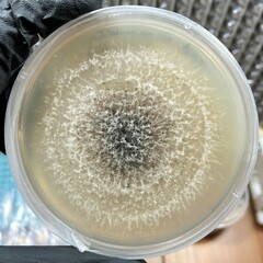 Stilbocrea gracilipes