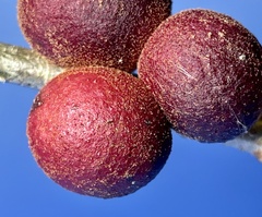 Disholcaspis globosa