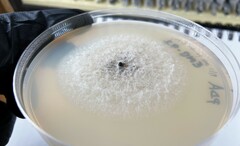 Stilbocrea gracilipes